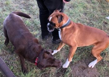 I. Dog Walk program képei