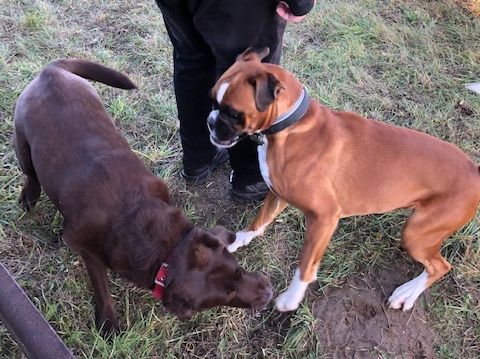 I. Dog Walk program képei