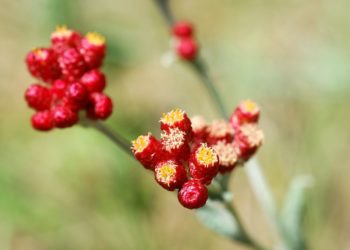 Elhunyt katonák emléknapja