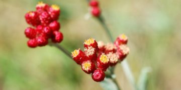 Elhunyt katonák emléknapja