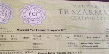 MACCABI VAC kiskutya