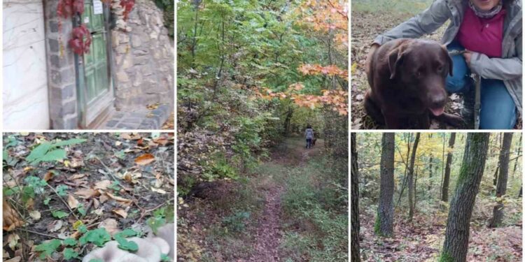 Következő Nordic Walking programunk: November 01, vasárnap 11 órakor