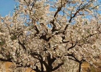 A Celebration of our responsibility towards Nature