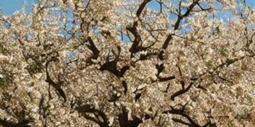 A Celebration of our responsibility towards Nature